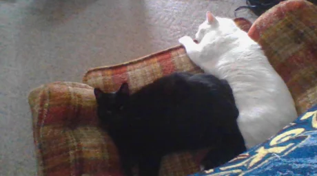 Presenting My Kitty Meows <3