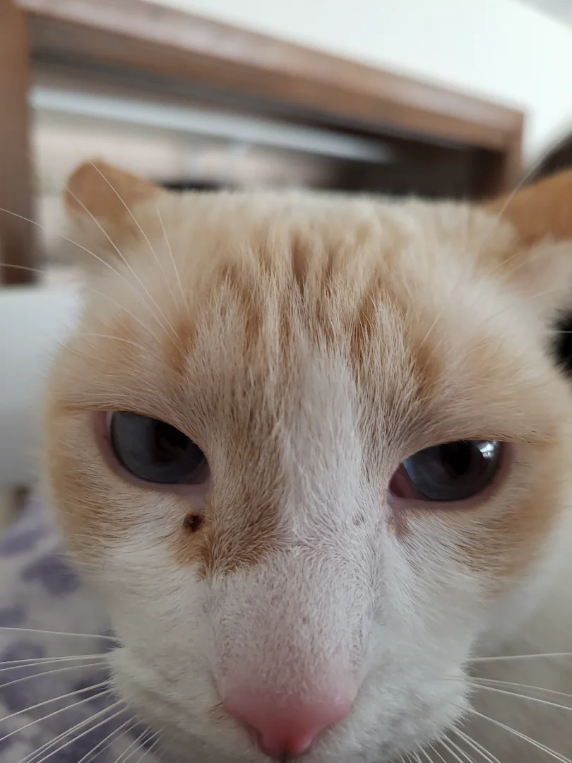 Meet Garlic, my cat :3