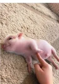 For those who are sad/are having a bad day :)