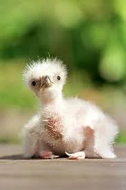 Here's some needed joy :)