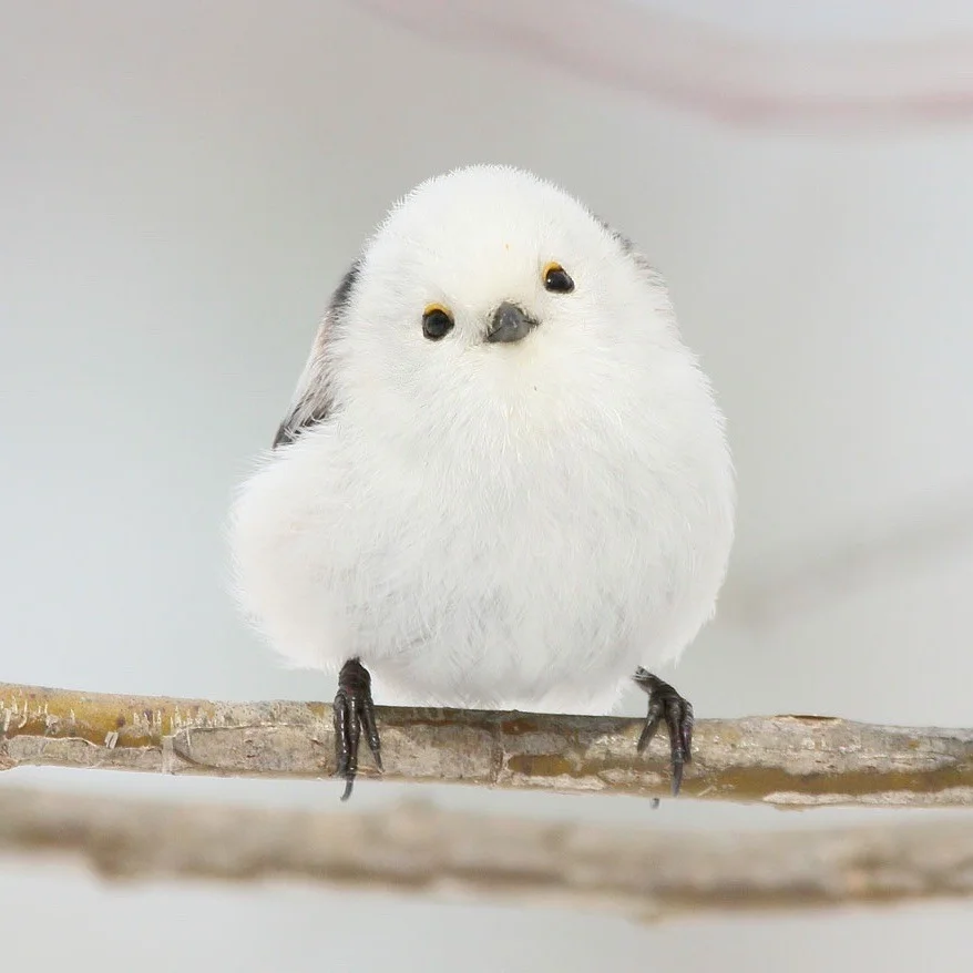 My favorite bird of all time....