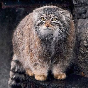 Pallas's cat Timofey