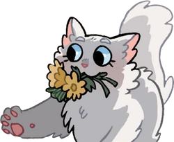 cloudtail lover cali