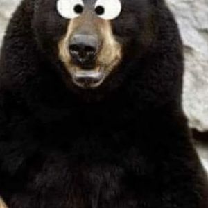 EuropeanBear