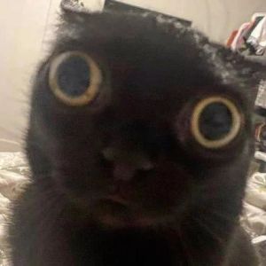 KITTTTTYYYYYYYYYYYYYYY