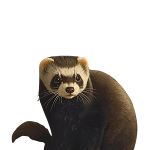 playful ferret