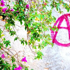 Buddhist Anarchist