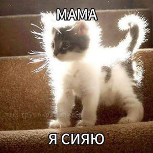 fluffy kitten