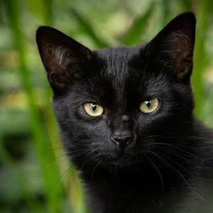 Black cat