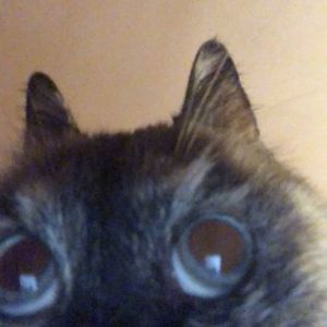 cheerful marshmallow