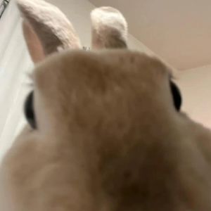 playful marshmallow