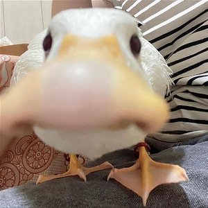 Duckle Doodles