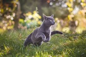 A_cat _on _the _loose