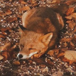 Sleepyfox