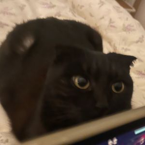 Sleepy Cat