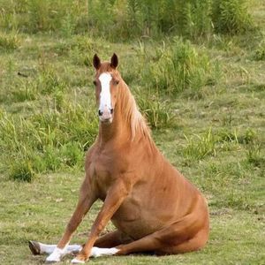 cavalo desempregado 