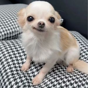 ~@ Happi puppi @~