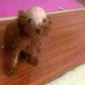 bouncy puppy