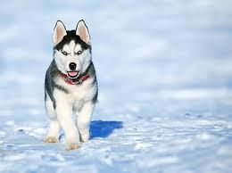 Cheerful Husky