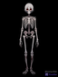 @{skeletty-TqtW}