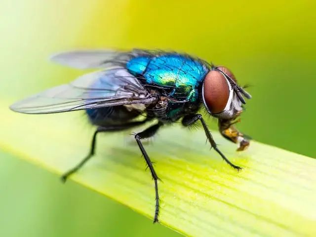 Insect
