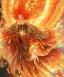 @{seraphim-ignis-XShB}
