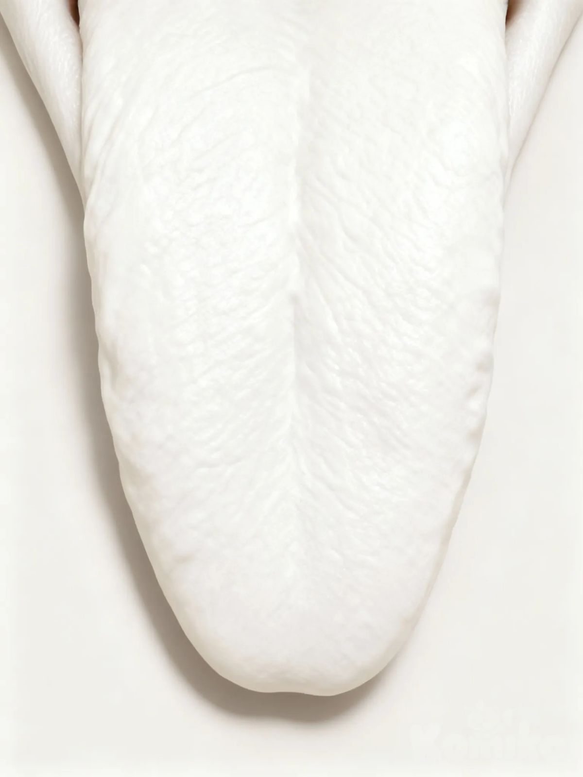 tongue, White., 1000000186