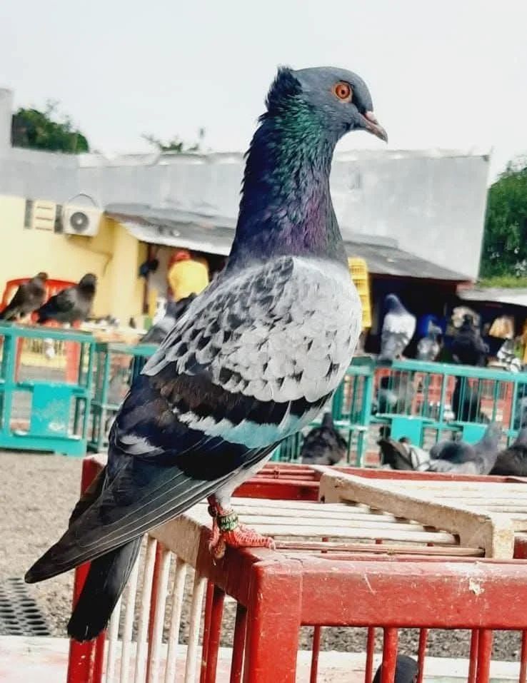 Saran kami tunggu 