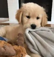 Puppy :)