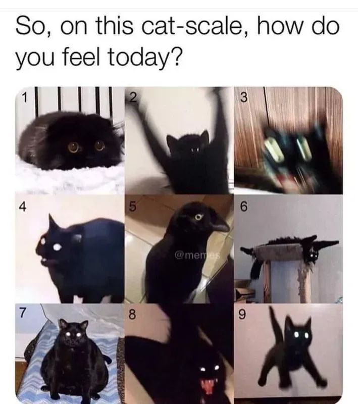 Where are you at on the cat scale?