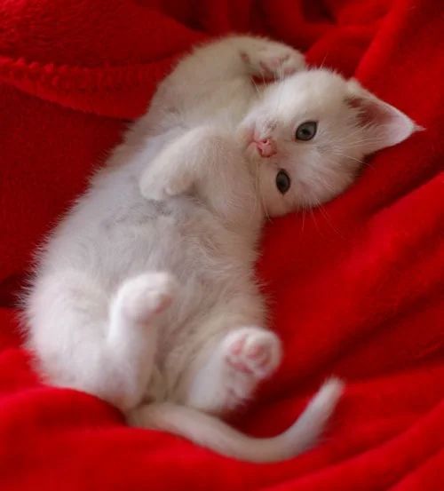 Kitty <3