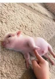 For those who are sad/are having a bad day :)