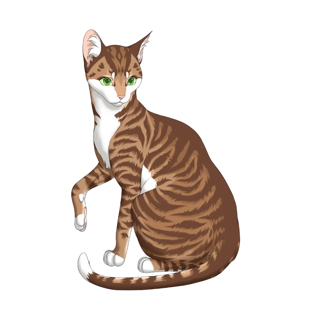 CATS DESIGN 