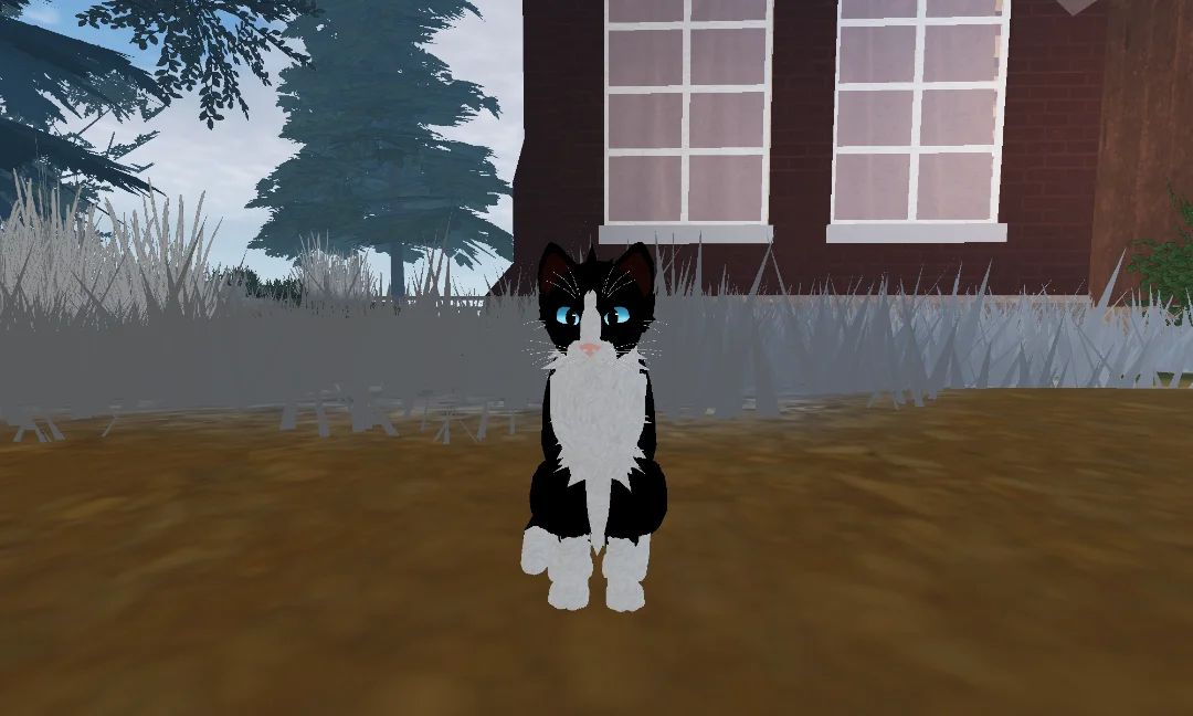 Wcue x kitten game 