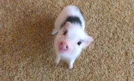 pigggg