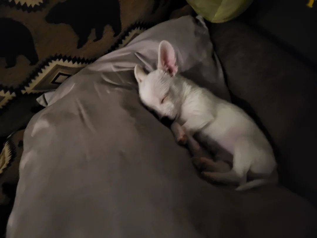 My puppy is sleepy <3