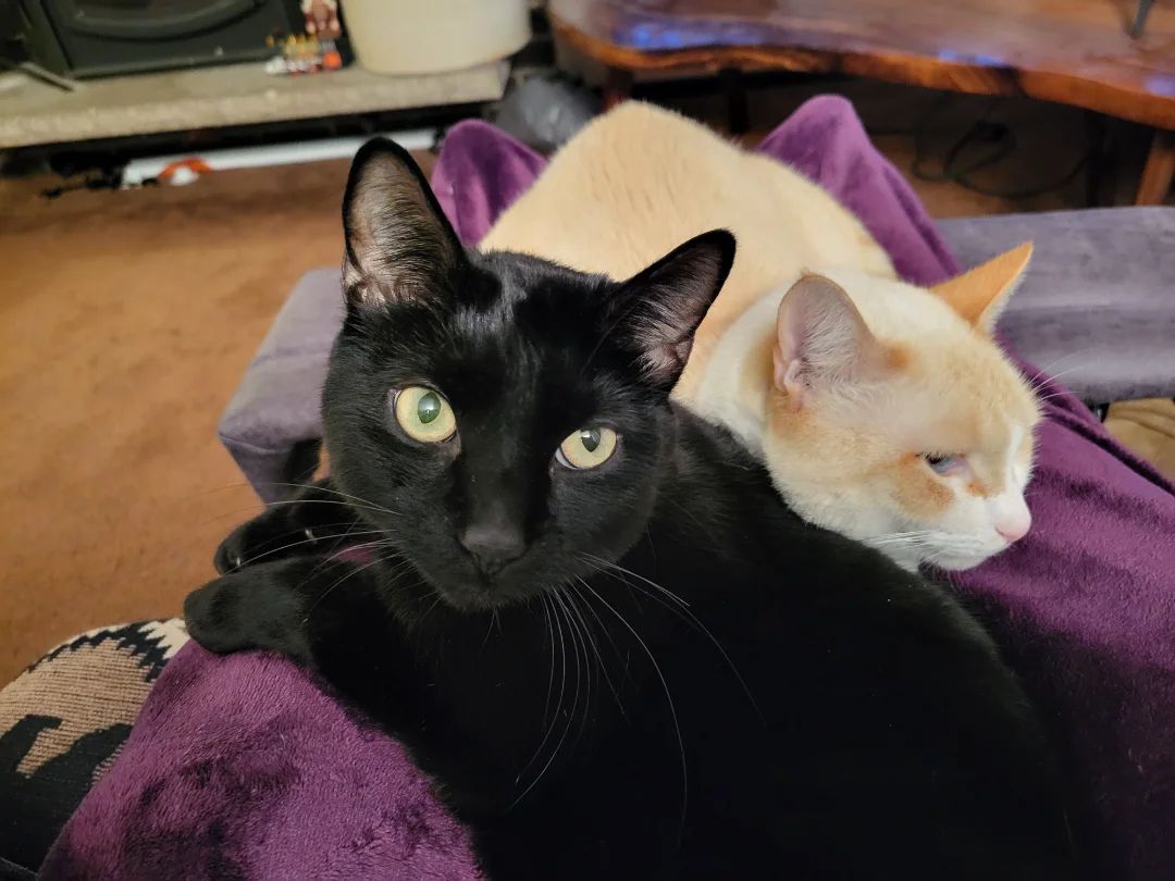 My beautiful cats<3