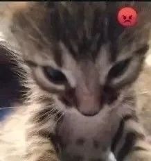 angy kitty >:3