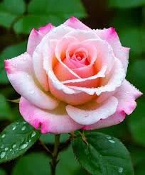 This is my favorite rose💗🌹