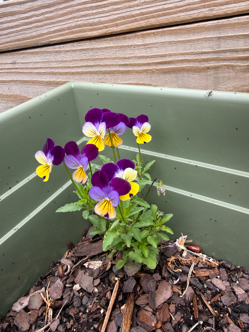My flowers are coming in!
