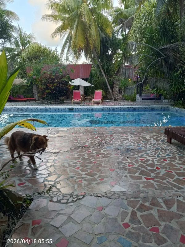 Tropical Pool Vibes with Pup 🐕🌺